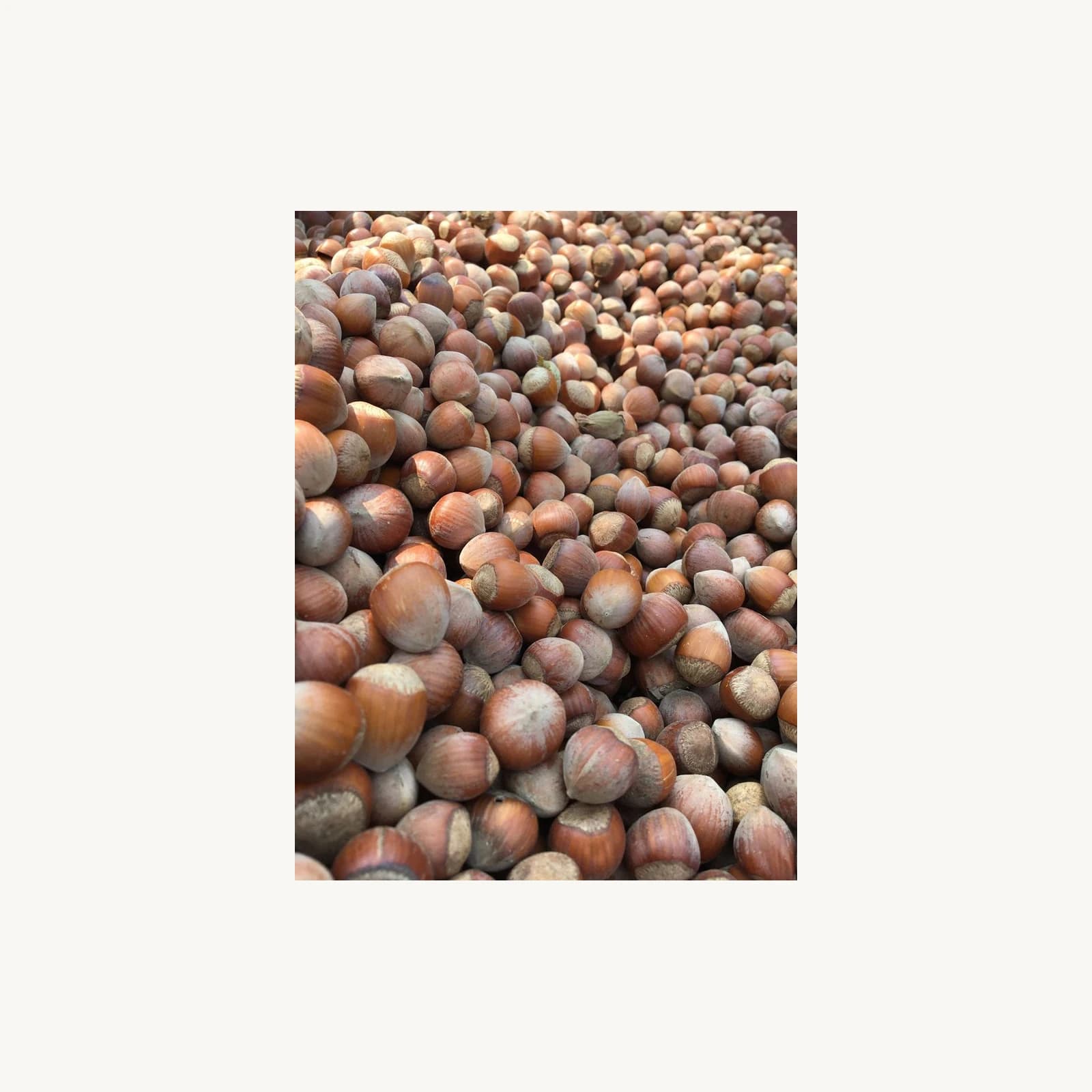 Giresun Fındığı 10 kg – Atranos Farm - ürün görseli 2