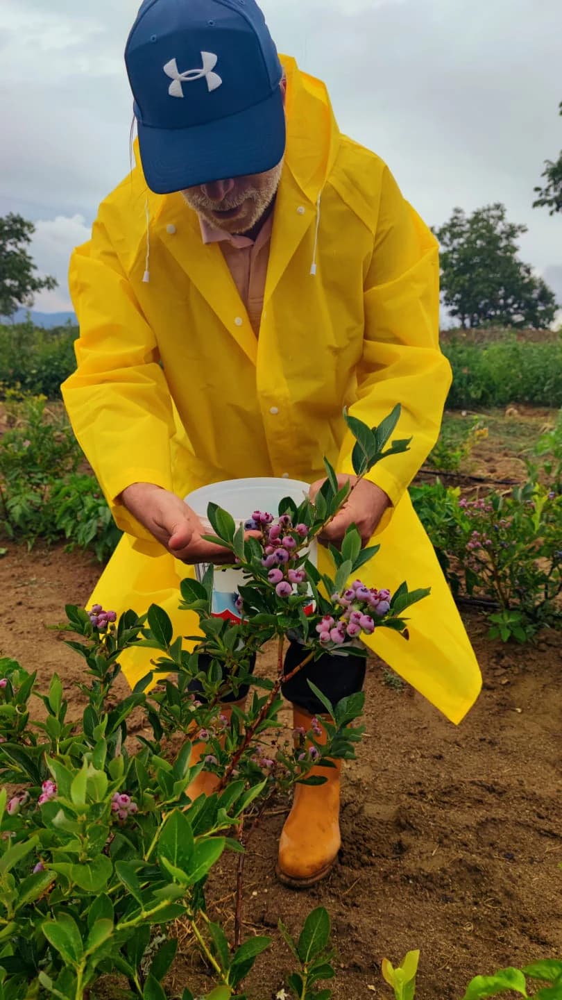 Atranos Farm bahçesinde yaban mersini hasadı